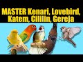 MASTER KENARI LOVEBIRD KATEM CILILIN GEREJA