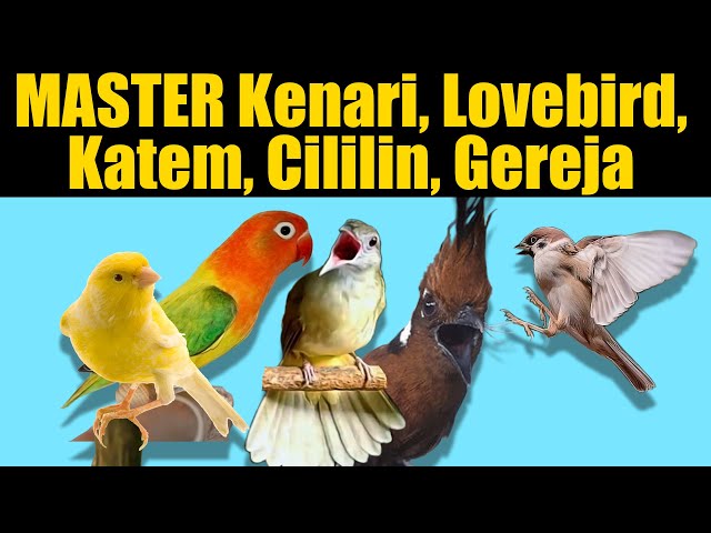 MASTER KENARI LOVEBIRD KATEM CILILIN GEREJA class=