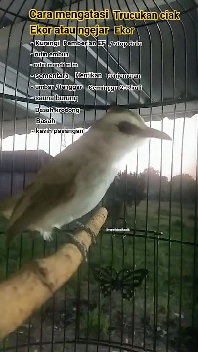 cara mengatasi trucukan ciak ekor / ngejar ekor. #trucukangacor #trucukanropel #trucukanciakekor