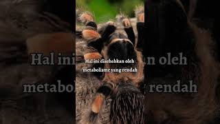 Fakta Unik Tarantula bisa hidup tanpa makan #tarantula #fakta #animals @mixkit @envatoelement