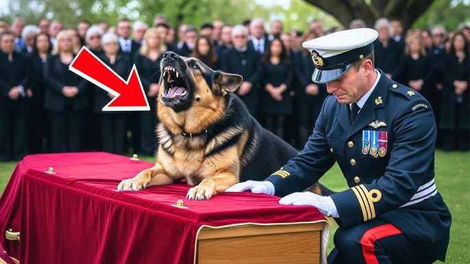 El Pastor Alemán No Dejaba De Ladrar Ante El Ataúd Del Policía — Y Al Abrirlo, Sucedió Lo Inesperado - YouTube