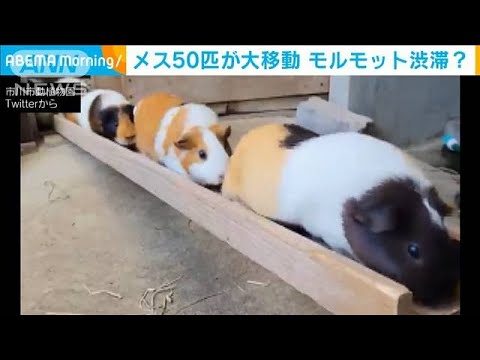 モルモット大渋滞 足並み揃え50匹が大移動 21年8月30日 Youtube