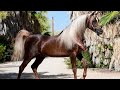 الحصان العربي الأصيل | أعظم فحول الإنتاج في الخيل العربي المصري | Best straight Egyptian sires