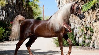 الحصان العربي الأصيل | أعظم فحول الإنتاج في الخيل العربي المصري | Best straight Egyptian sires