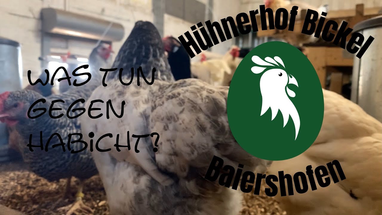 Greifvögel vs. Hühner -- Erfahrungen und Lösungen