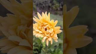 #Blooming#with#happiness#and#grace#🌼🌼