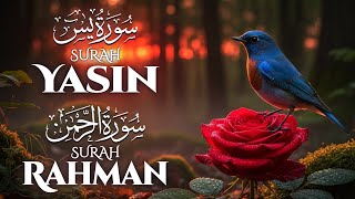 Surat Yasin (سورة يس) Surat Rahman (سورة الرحمن) | Bacaan nyang lagak .All Recitation