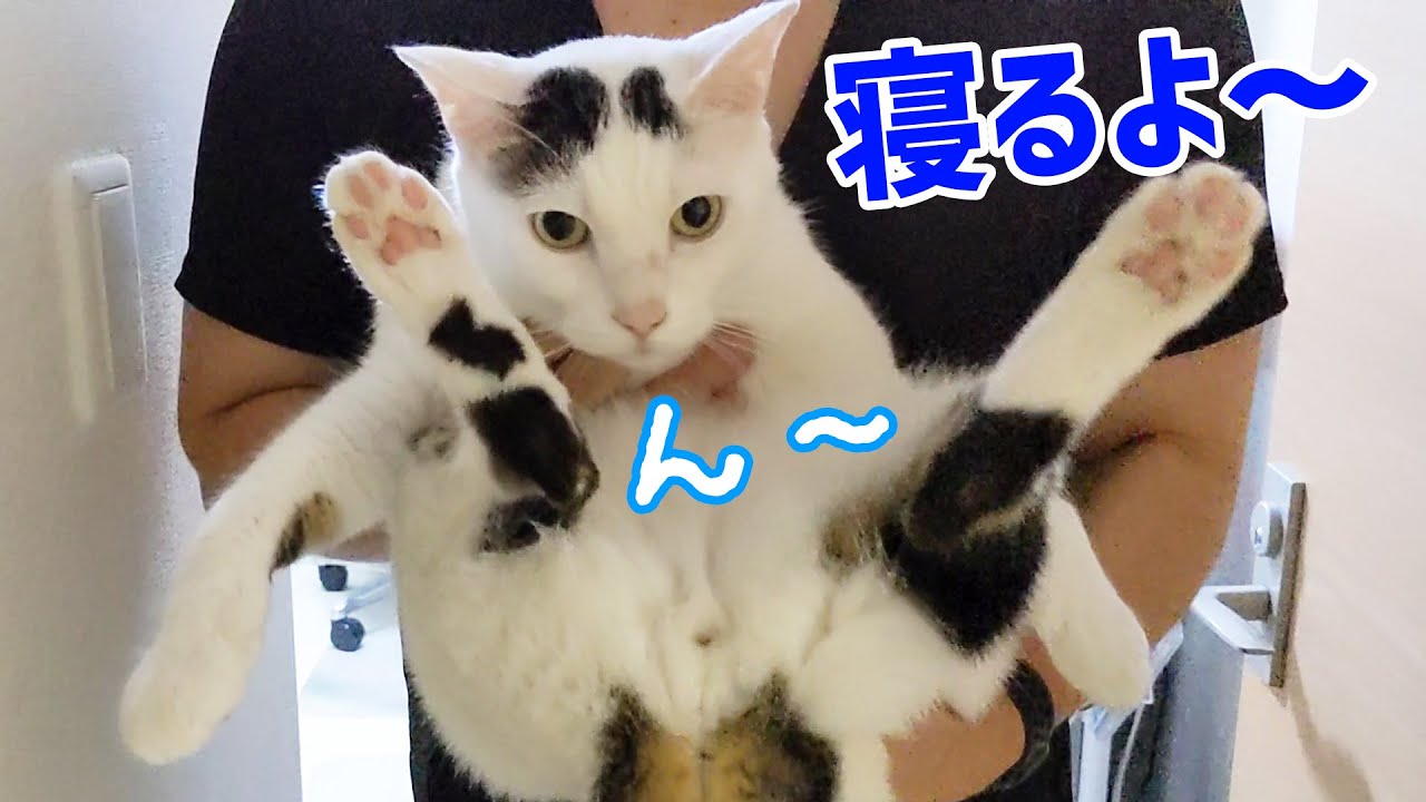 ほら もう寝る時間だよ なかなか移動しないので寝室に運ばれていく猫たち ねこのきもちweb Magazine