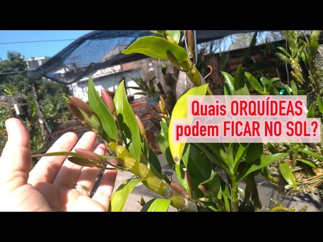 Dicas Dona Maria - Quais ORQUÍDEAS podem FICAR NO SOL? - thptnganamst.edu.vn