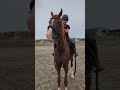 Horselov Cheval شباب البومب13 Kuda Caballos घ ड лошади يوميات ترند حصان 馬 Foryou Fyp 