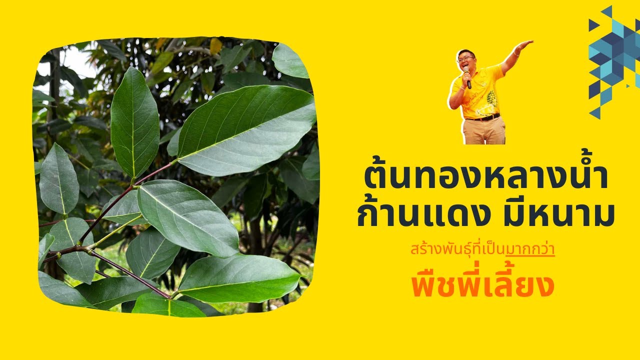 ต้นทองหลางน้ำ สายพันธุ์ก้านแดงมีหนาม สายพันธุ์ที่เป็นมากกว่าพืชพี่เลี้ยง / พืชแม่นม