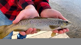 Famous Trout stocking full comp 2026 april-may  long Island ny Profile