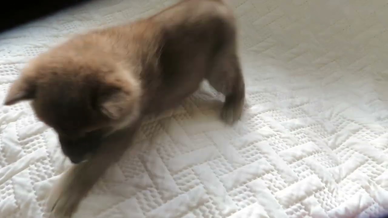 確認ページ♡わんこ 子犬番号 19 - YouTube