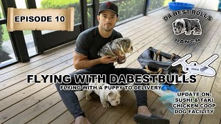 DaBestBulls Ranch Episode 10  Flying with DaBestBulls, Dog / Puppy delivery on the Plane