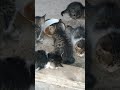Счастья вам люди добрые.