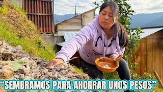 Sembrando ajos para ya no comprar, porque luego están caros