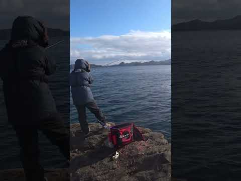 긴꼬리 벵에돔 잡는법 #shorts