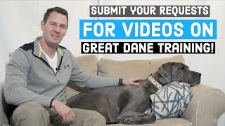 Great Dane training tips - let us know what you want to see! | Great Dane Care Profile