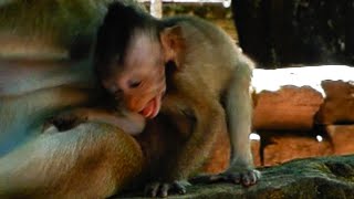 Poor Little Baby Monkey Crying Request More Milk From Mum...!