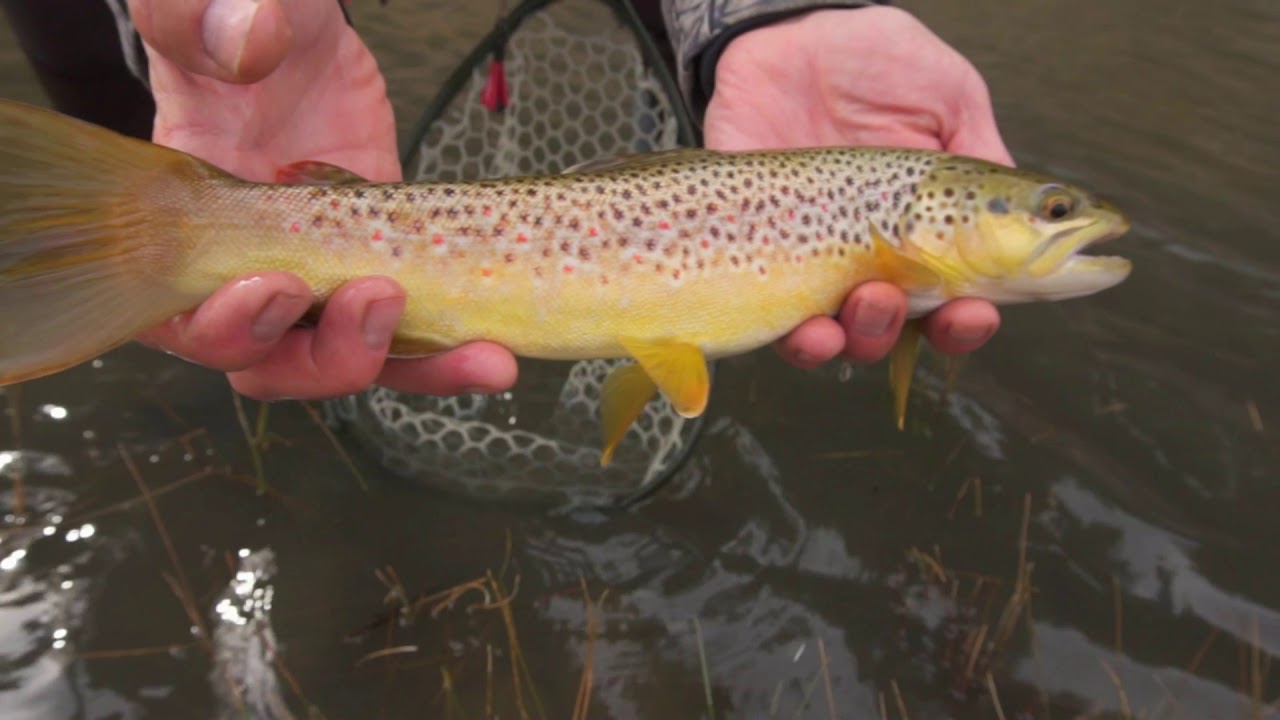 Fly Fishing the Dolores River in Southwest Colorado YouTube