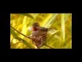 Hummingbird Don&#39;t Fly Away.wmv
