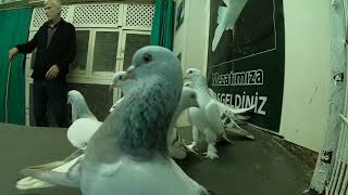 Sarıkırlar Güzeldi Ama Alamadık. Taklacı Sarıkır Güvercinleri, Kocaeli Nurettin Abinin Derneğinde.