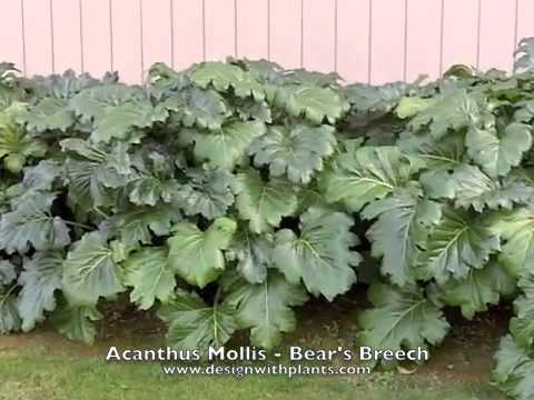 Acanthus mollis - Bear's Breech