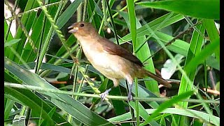 O Encanto Melodioso deste Pássaro Inspirador! by Monitor de Plantão 1,013 views 1 year ago 4 minutes, 50 seconds
