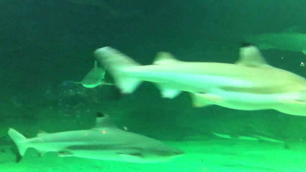 Sharks - Ancol Seaworld