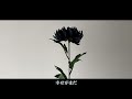 석류가시나무