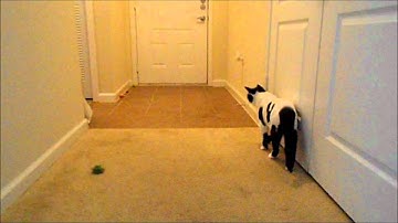 my cat plays fetch better than your dog!