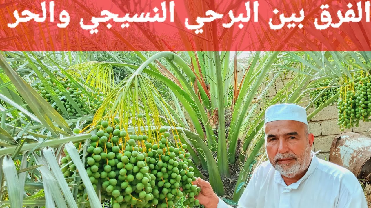 فوارق الحمل بين البرحي النسيجي والحر