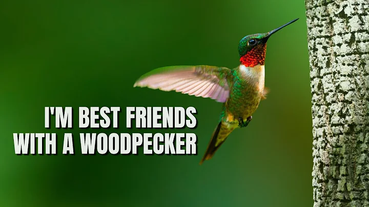 Ruby-throated Hummingbird | The Most Widespread of...