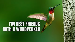 Rubythroated Hummingbird | The Most Widespread of all