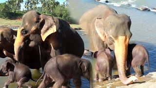 Adorable Twin baby elephants having their first water dipping experience