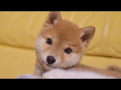 柴犬子犬 キュンキュンに可愛い癒し画像と動画集 Shiba Inu Puppy So Cute Youtube