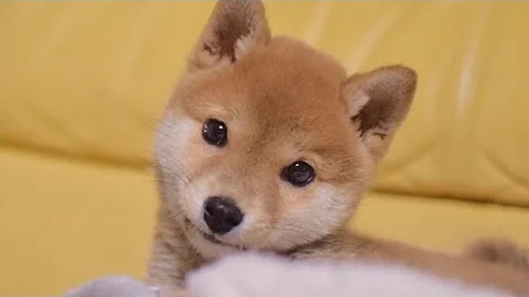 柴犬子犬 可愛いよちよち歩きにキュン Shiba Inu Puppy Mp3