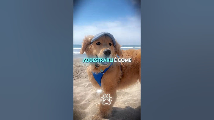 🐶 Il Cane Meno Addestrabile vs Il Più Addestrabile 🏆
