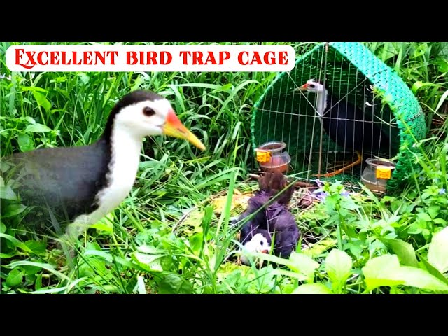 Fantastic bird trap cage | Easy way to catch birds | Easy way to hunt birds | Water hen bird trap | class=