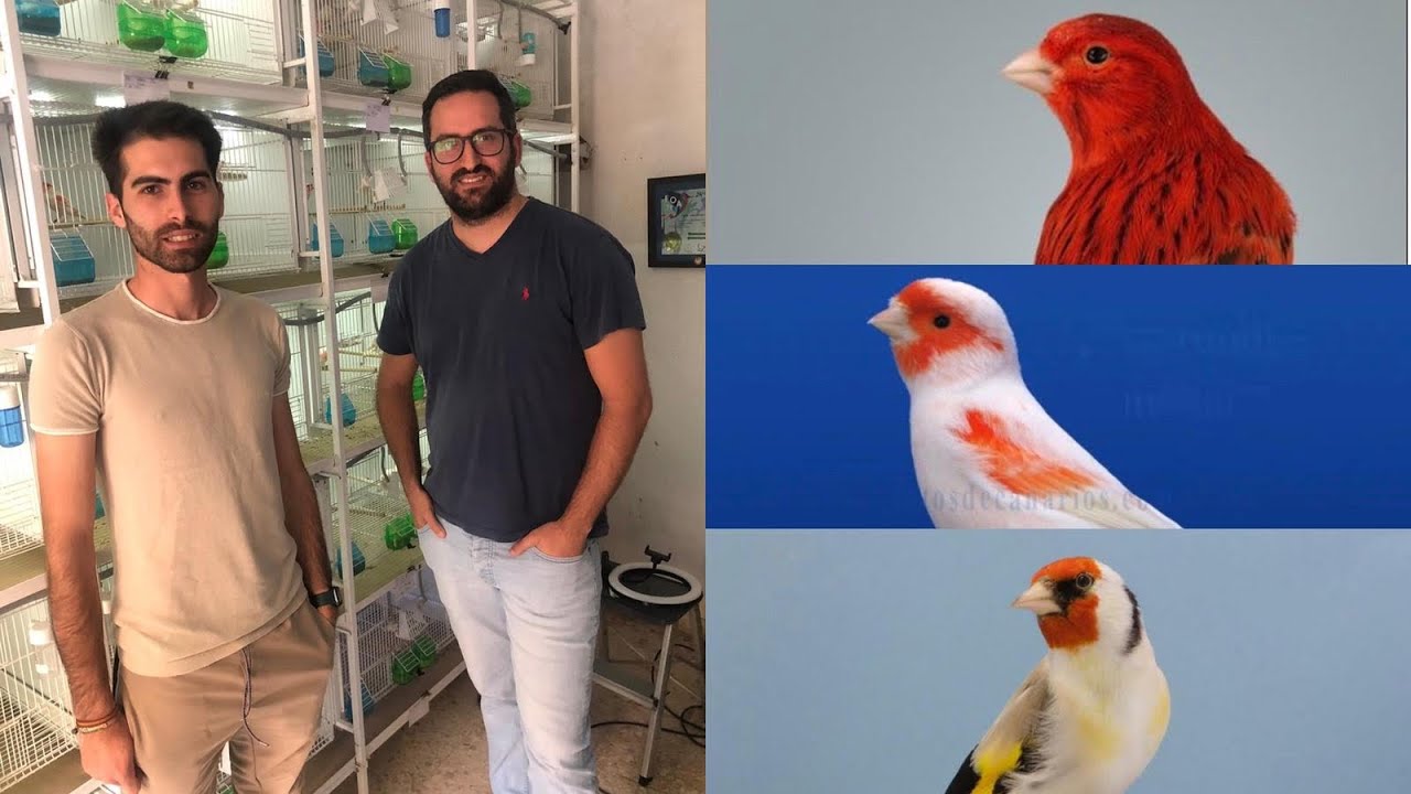 VISITAMOS EL AVIARIO DE JUAN CARLOS // ROJO MOSAICO, TOPACIOS ROJOS Y JILGUEROS.