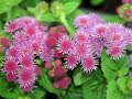 Amazing and Most Beautiful Ageratum Flowers