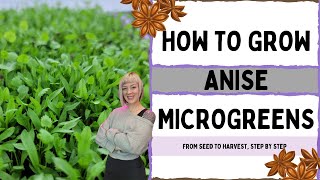 How to Grow Anise Microgreens - Full Walkthrough with Tips and Tricks!