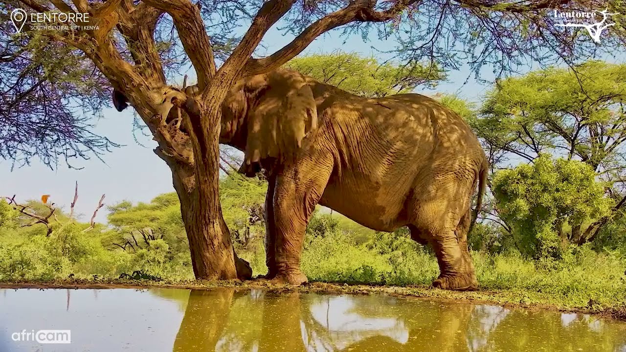 Massive Bull Elephant Rests Trunk on Tree