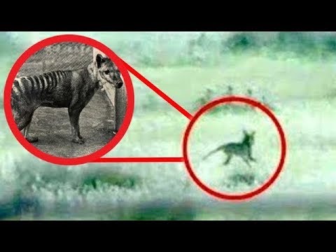 Animals That Went Extinct In The Last 100 Years! - YouTube
