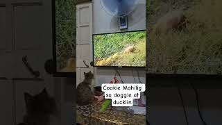 Cookie Mahilig Sa Doggie At Mga Duckling