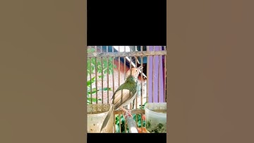 tembakan super prenjak lumut#prenjakmerah #prenjaklumutgacor #prenjakgunung #shorts