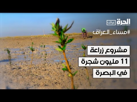 مشروع زراعة 11 مليون شجرة في البصرة
