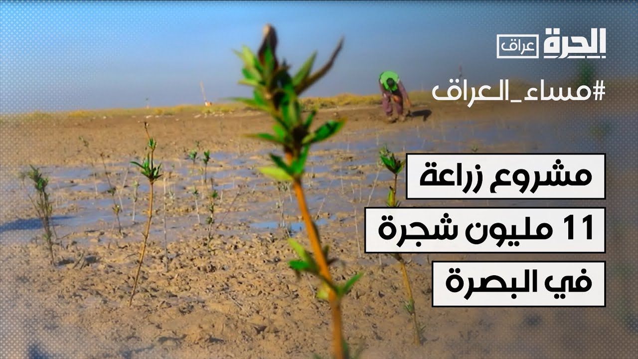 مشروع زراعة 11 مليون شجرة في البصرة