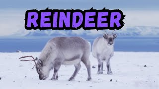 Cooldown with this compilation of REINDEER by Cooldown Compilation 147 views 4 months ago 2 minutes, 51 seconds