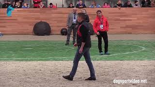 Category 3  Joel Clercq + Nelson / BSD (Malinois)  Belgium